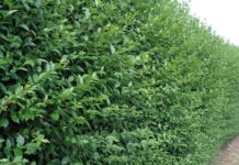 Vorsicht bei umfangreichen Grünarbeiten