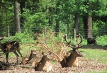 Führungen im Wildpark Kaiserslautern