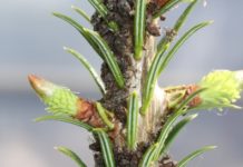 Dem Geheimnis des Waldhonigs auf der Spur – Expertin zu Gast in Johanniskreuz