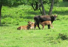 Vielseitige Beweidung – Fleisch der Weiderinder vom Wingertsberg beim Gräfenhausener Weinfest zu genießen