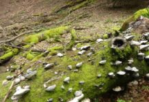 Warum ein unordentlicher Wald von Nutzen ist – Vortrag in der LUFA Speyer