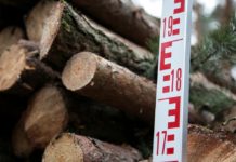 Wald in Not: IG BAU Süd-West-Pfalz warnt vor „Dürre-Stress“ und massiven Schäden