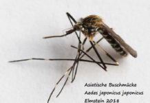 Klimawandel bietet Stechmücken viele Vorteile