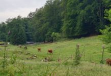 Pflege durch Nutzung – Beweidungsprojekt in Lindenberg