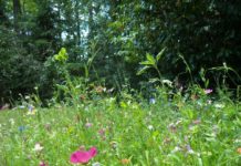 Färbepflanzen, Wildkräuter, Tomaten und Co.