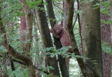 Die neuen Schweizer Luchs-weibchen sorgen für Nachwuchs!