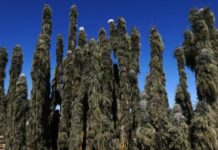 Atacama-Wüste: Einige Flechten können Wasserbedarf aus Luftfeuchtigkeit decken