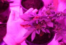 Fund einer Indooranlage