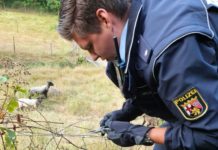 Tierischer Einsatz – Schafe auf der Fahrbahn