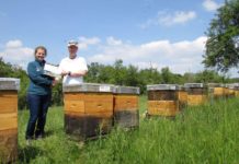 Flüssiges Gold aus dem Pfälzerwald