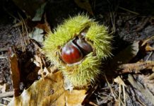 Nah, wild, lecker – Kulinarische Pfälzerwald-Wochen in elf Partner-Restaurants des Biosphärenreservats