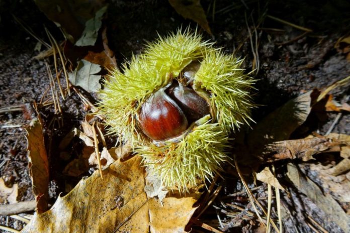 Edelkastanie_Pfälzerwald-Wochen_kl