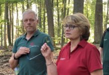 Acht Kranzeichen leiden unter starkem Prachtkäferbefall – Baumfällung einstimmig beschlossen