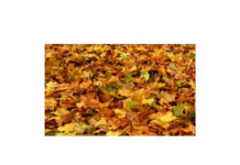 Nachgefragt: „Laub im Herbst“ – Wer steht in der Pflicht?