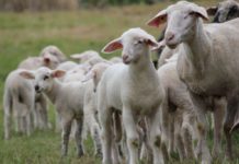 Abholservice, Gutscheine, Verkauf regionaler Produkte – Was die Partnerbetriebe des Biosphärenreservats während der Krise bieten