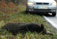 Zahlreiche Wildunfälle registriert