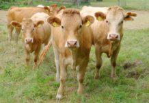 Kulinarische Glanrindertage – Alte pfälzische Hausrinderrasse im Mittelpunkt der Aktion des Biosphärenreservats