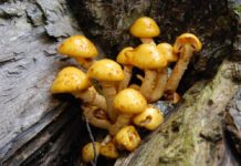 In die Pilze – fertig – los! Lehrwanderungen am 20.10. in Johanniskreuz