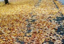 Stadtbildpflege: Reinigungspflicht in Kaiserslautern – Straßenverzeichnis gibt Auskunft