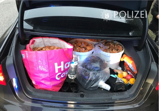 Die Pilz-Sammmlung füllte schon fast den ganzen Kofferraum des Pkw.