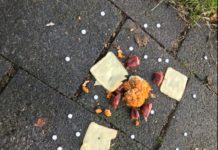 Ausgelegter Giftköder festgestellt