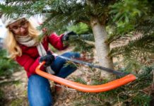 Weihnachtsbäume aus den Wäldern der Pfalz zum Selberschlagen!