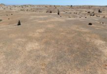 Atacama-Wüste: Eine neu entdeckte Lebensgemeinschaft aus Flechten, Pilzen und Algen prägt ganze Landschaften