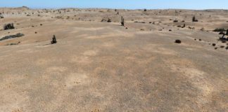 Atacama-Wüste: Eine neu entdeckte Lebensgemeinschaft aus Flechten, Pilzen und Algen prägt ganze Landschaften