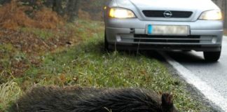 Nach Unfall: Polizei erlöst Wildschwein vom Leiden