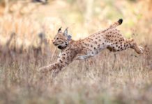 Es geht weiter mit den Luchsen