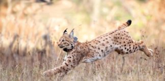 Es geht weiter mit den Luchsen