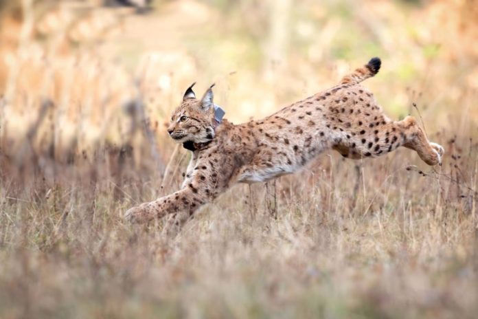 200221_Isis_(c)_CorneliaArens_KLICKFaszination