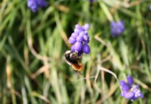 Naturnahes und bienenfreundliches Gärtnern