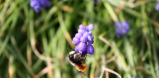 Naturnahes und bienenfreundliches Gärtnern