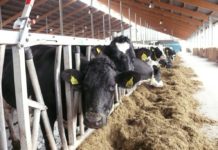 Perspektiven für Tierhalter – Vieh- und Fleischtag Rheinland-Pfalz in Simmern