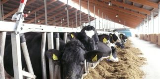 Perspektiven für Tierhalter – Vieh- und Fleischtag Rheinland-Pfalz in Simmern