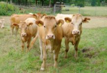 Schmackhaftes Biosphärenreservat