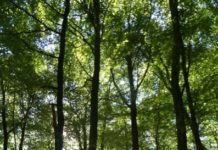 Wald im Klimawandel – LUFA Speyer startet neue Kolloquiumsreihe