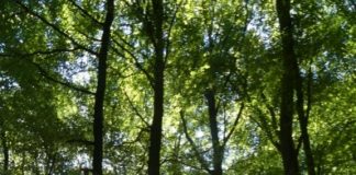 Wald im Klimawandel – LUFA Speyer startet neue Kolloquiumsreihe
