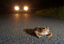 Amphibienwanderung – Helfer dringend gesucht