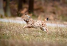 Alle 20 Luchse freigelassen