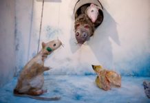 „Das vierte Ei“ bei TIM – Am 21. März in der Scheune des Stadtmuseums