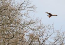 Windräder nun auch in Otterberg?