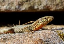 Wenige Amphibien, viele Libellen – Erste Ergebnisse der umfangreichen Kartierungsarbeiten im Projekt „Neue Hirtenwege im Pfälzerwald“