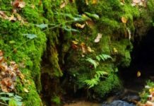 Mit unseren Biosphären-Guides unterwegs im Pfälzerwald