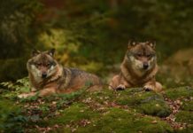 Zur Situation der Wölfe in Rheinland-Pfalz
