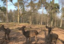 Anstehende Pflegemaßnahmen im Wald rund um den Wildpark