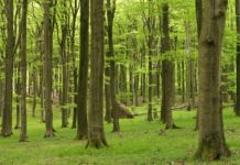 Besondere Rezepte, die in der Corona-Zeit helfen, die Gaben der Natur mehr wertzuschätzen