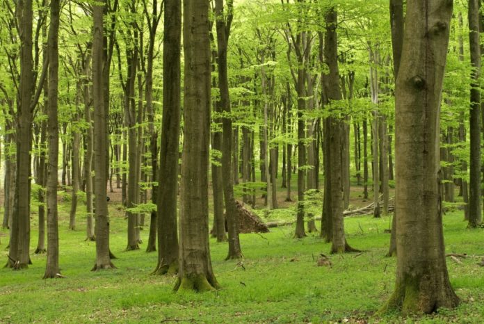 Buchenwald im Frühling_Bild Lamour_frei für Presse