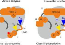 Entscheidende Mutationen